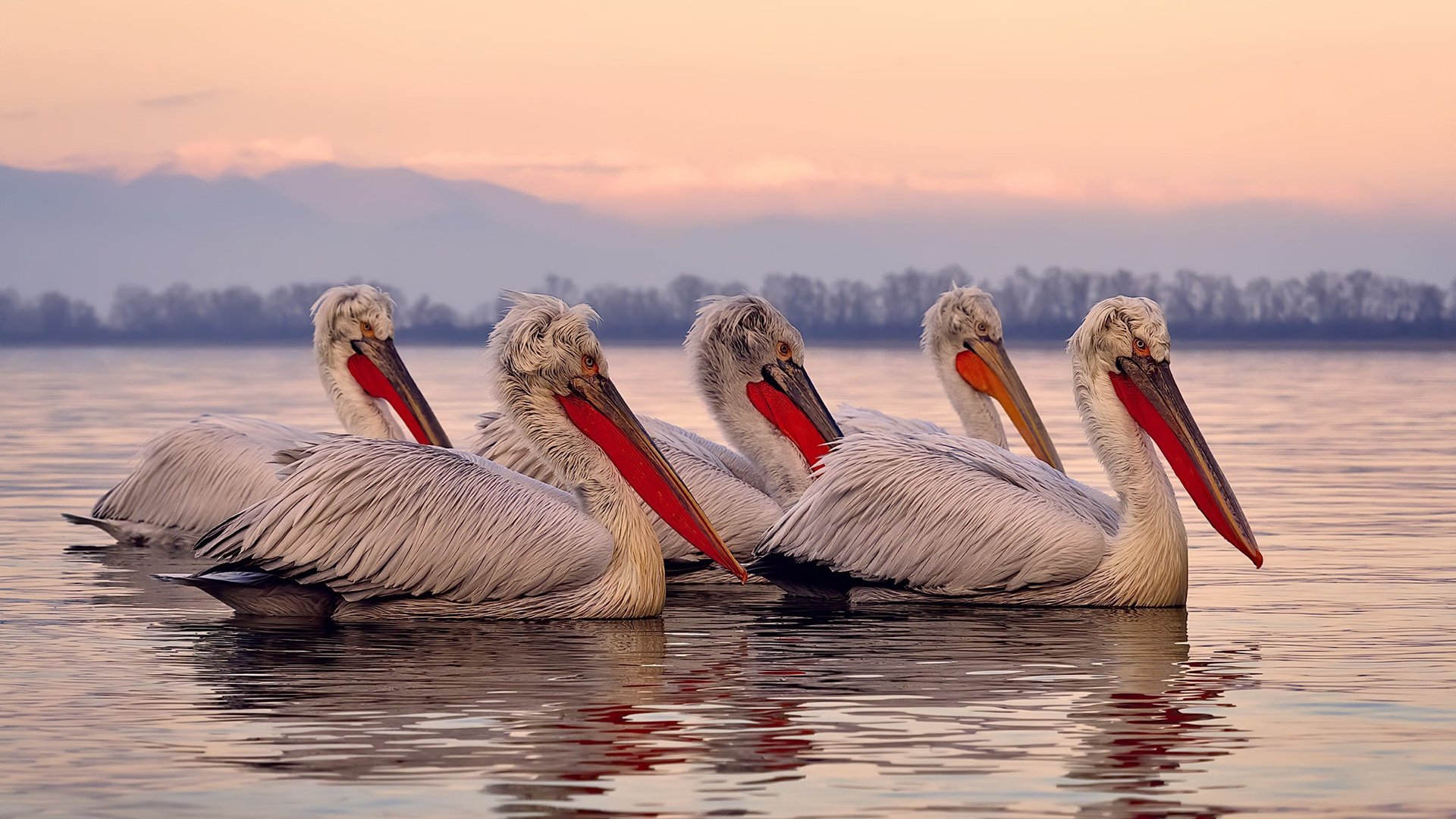 希腊男篮在欧洲锦标赛中再夺金牌,辉煌续写,希腊男蓝