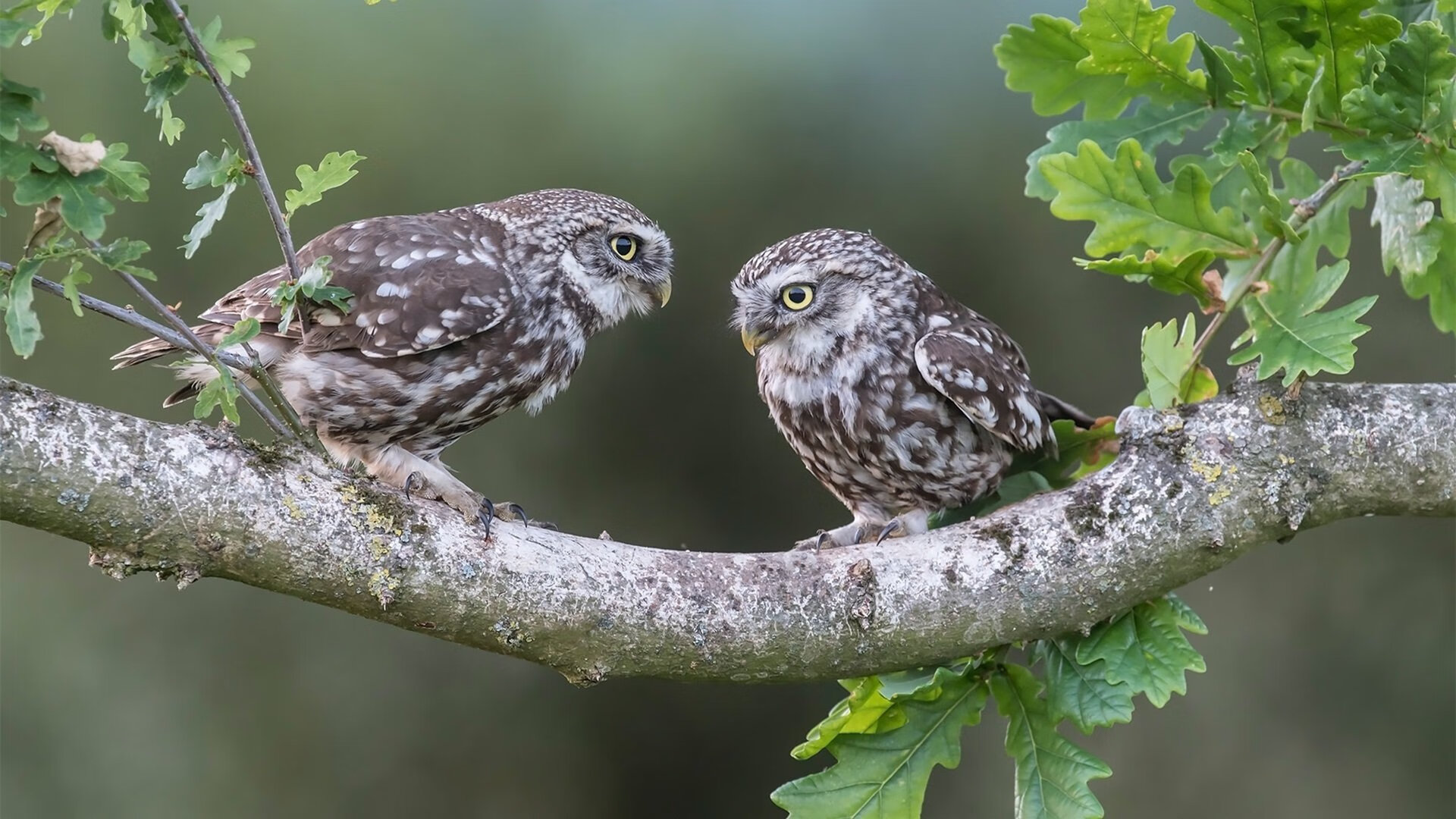 开云在线入口-斯洛伐克男篮在欧洲大赛中奋勇出击，梦想更高远，斯洛伐克篮球球星