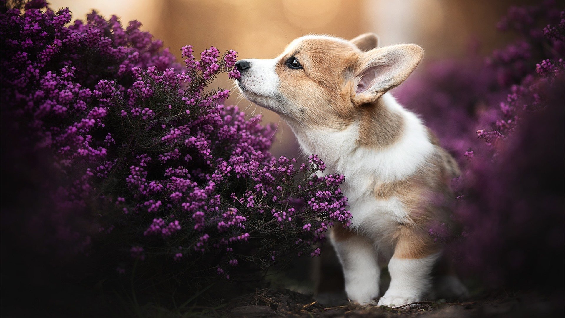 斯洛伐克男篮在欧洲大赛中奋勇出击,梦想更高远,斯洛伐克篮球球星