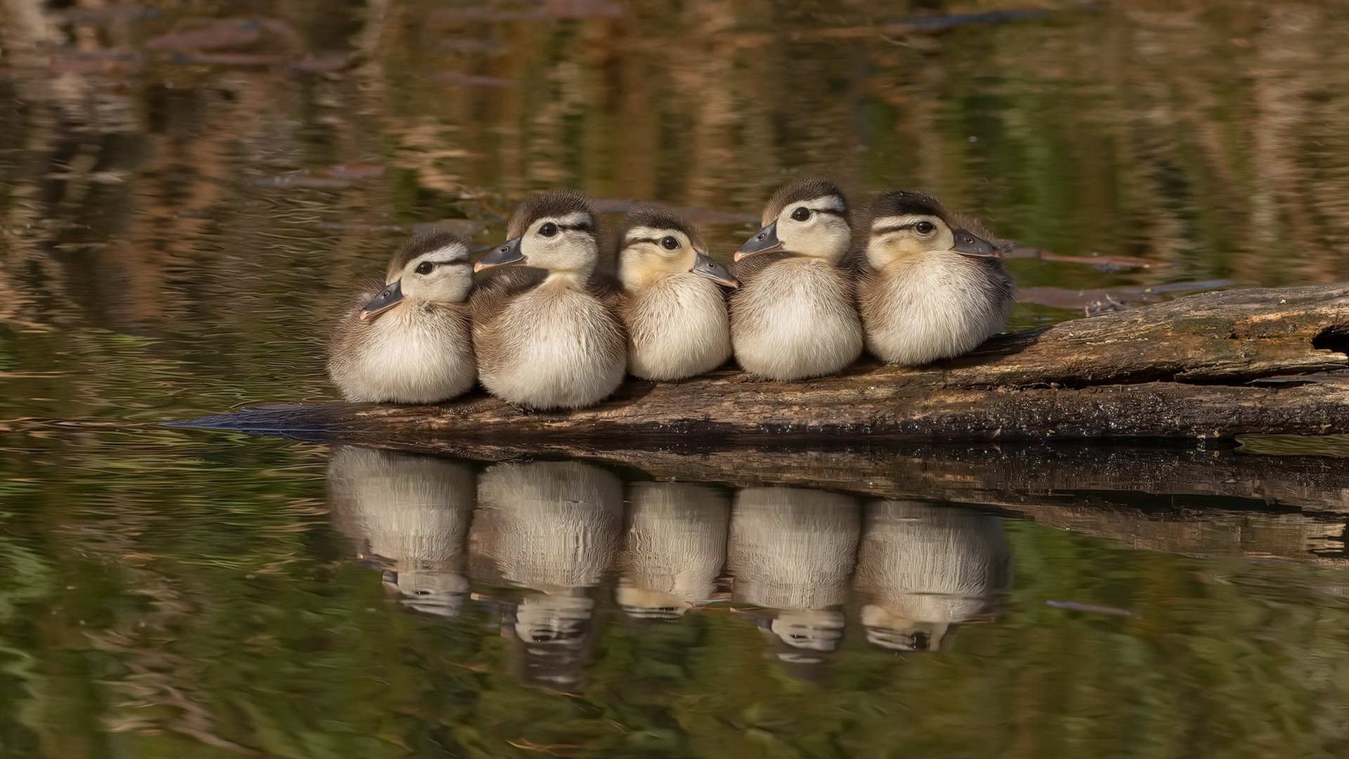 欧洲杯高潮不断:变阵、突破、奇迹!,欧洲杯太精彩了