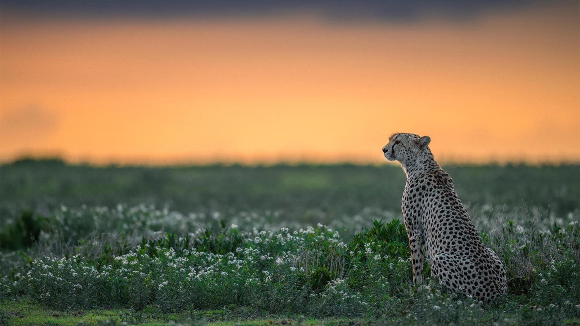 篮网赛后团队合照展现凝聚力与信心,篮网全队合照