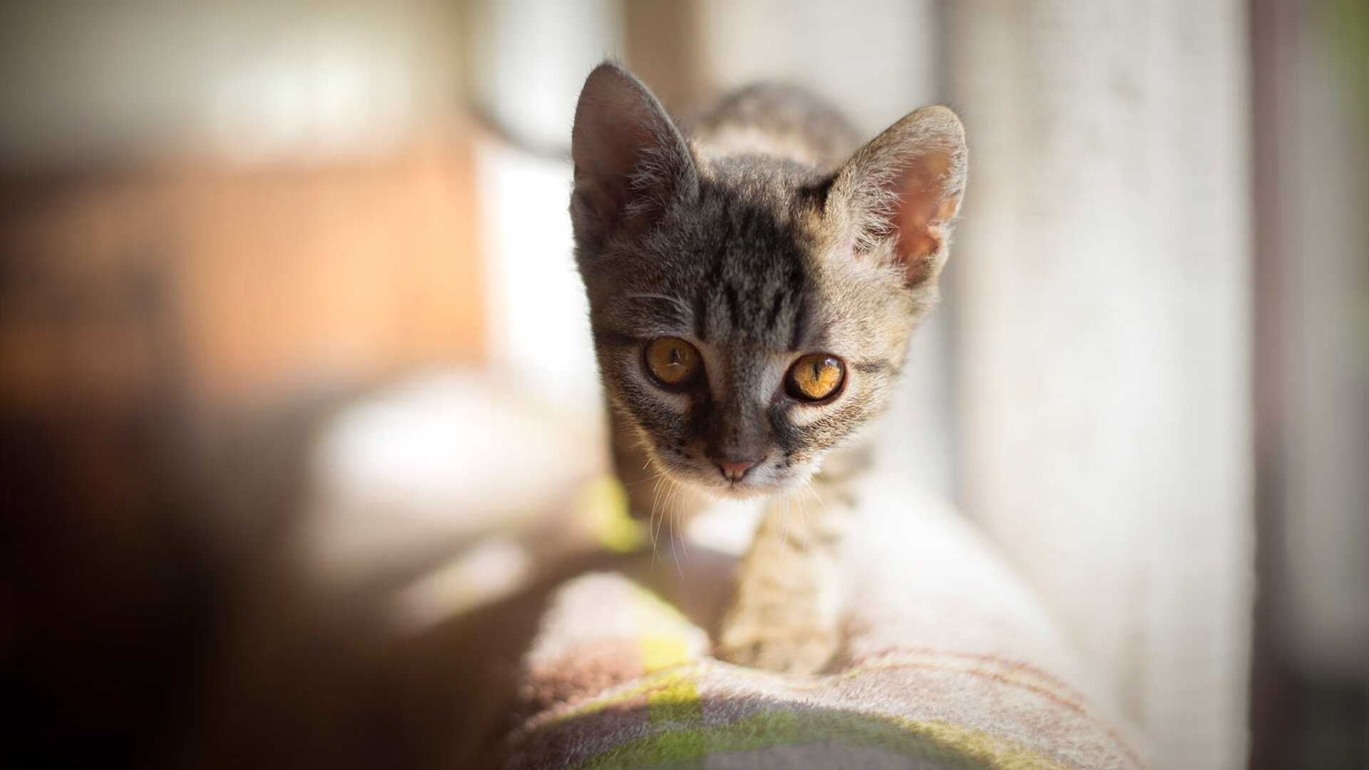 英超冠亚悬念：最激烈的角逐！，2020英超亚军