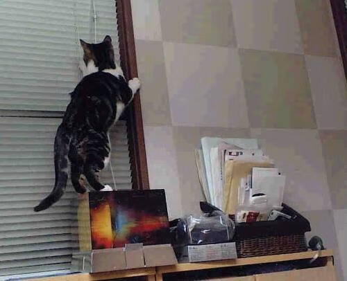 英超联赛的粉丝需求调研报告,英超粉丝最多的球队