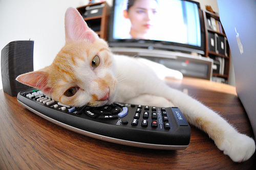 荷兰仰泳节奏转换掌握成熟，仰泳backstroke